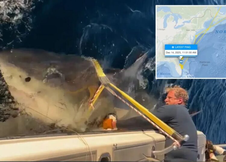 Largest male white shark ‘Contender’ spotted moving into warmer US waters for winter