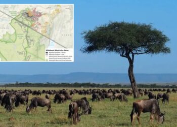 Kenya’s wildebeest annual migration dramatically declines by 90% due to fences