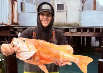 California fisherman likely breaks records by catching 10.25-pound canary rockfish