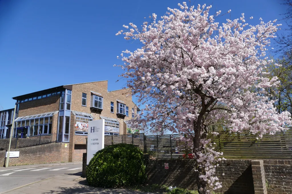 A flowering cherry tree in front of The Henley College.