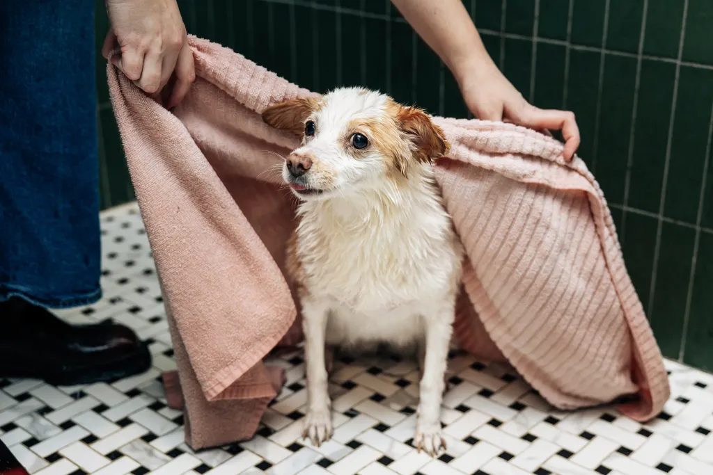 A wet dog named Peaches being towel-dried after a bath.