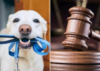 Pets should be regarded as family members in divorce cases, Pennsylvania bill says