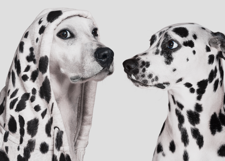 People Are Spending $50,000 to Clone Their Dead Pets