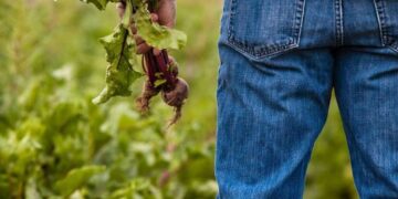 Calls to mental health hotlines rise as farmers buckle under stress