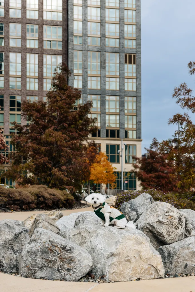 Princess, a white Maltese, sits on large rocks at the Malt Drive development in Long Island City.