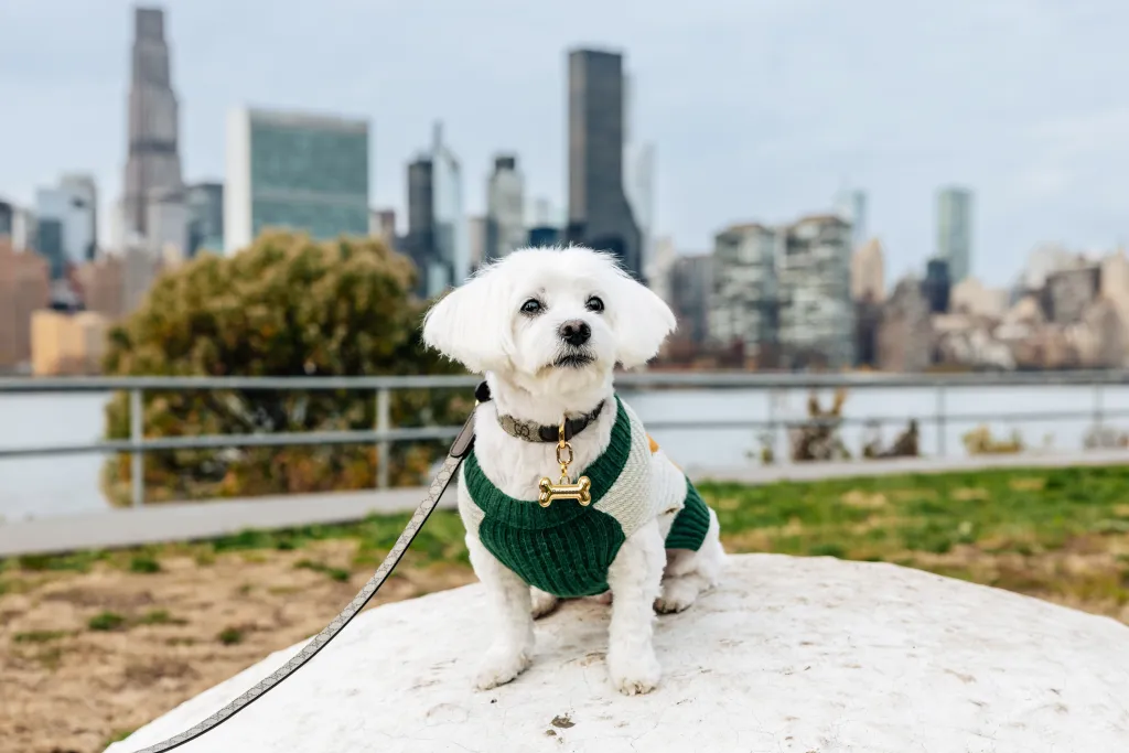 Princess the dog in a sweater sitting at the Malt Drive development in Long Island City.