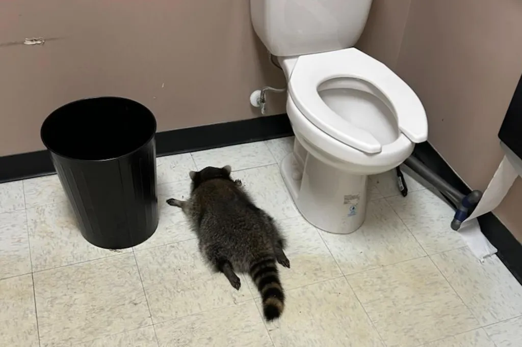 A raccoon lying on the floor in a bathroom next to a toilet and a black trash can.