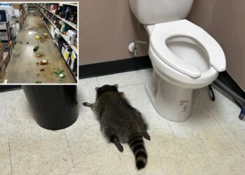 ‘Very intoxicated’ raccoon trashed Virginia liquor store, then passed out face-first in bathroom