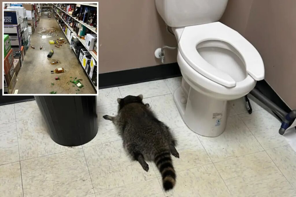 ‘Very intoxicated’ raccoon trashed Virginia liquor store, then passed out face-first in bathroom