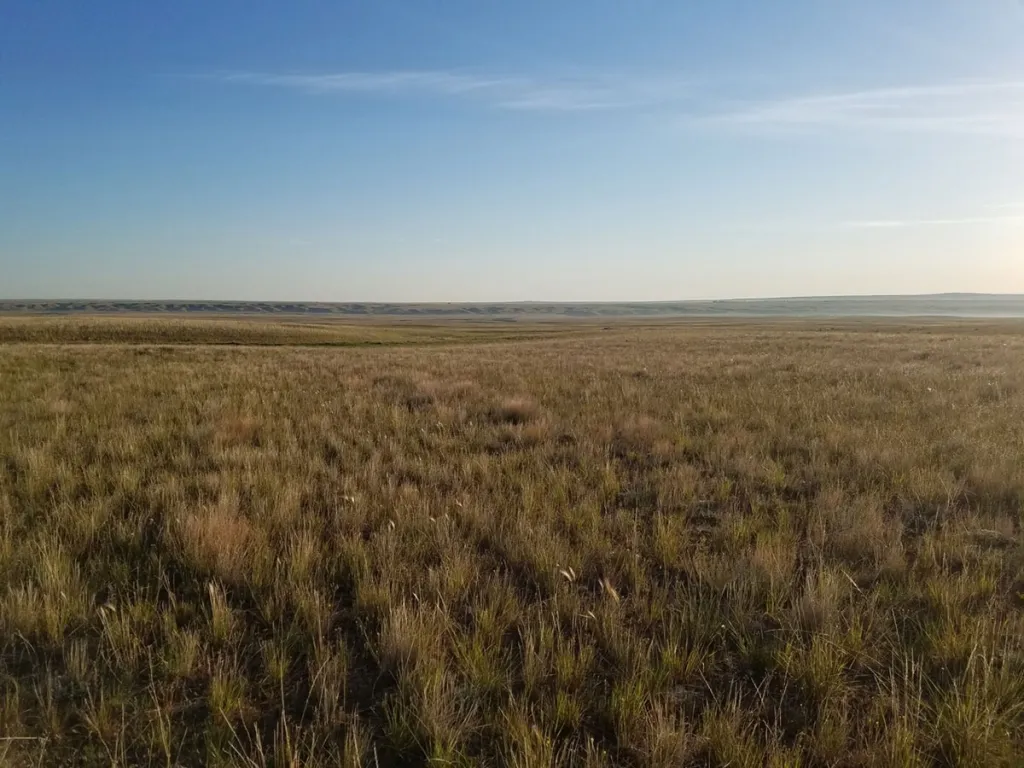 An expanse of dry grasslands under a clear sky.
