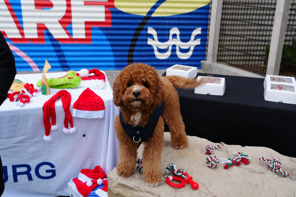 A brown poodle wearing a navy vest stands on a rock next to Christmas decorations.