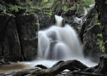 ‘Fairy’ Species Found Hiding in Popular Forest Park