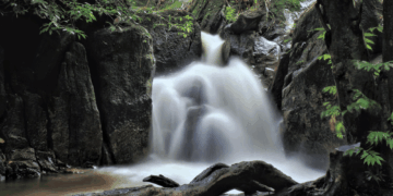 ‘Fairy’ Species Found Hiding in Popular Forest Park