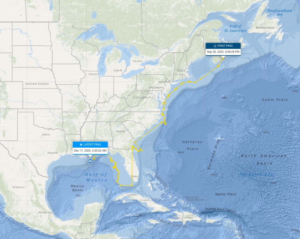 Ripple's movements mark some of the first documented tagged white sharks to travel this far into Gulf waters.