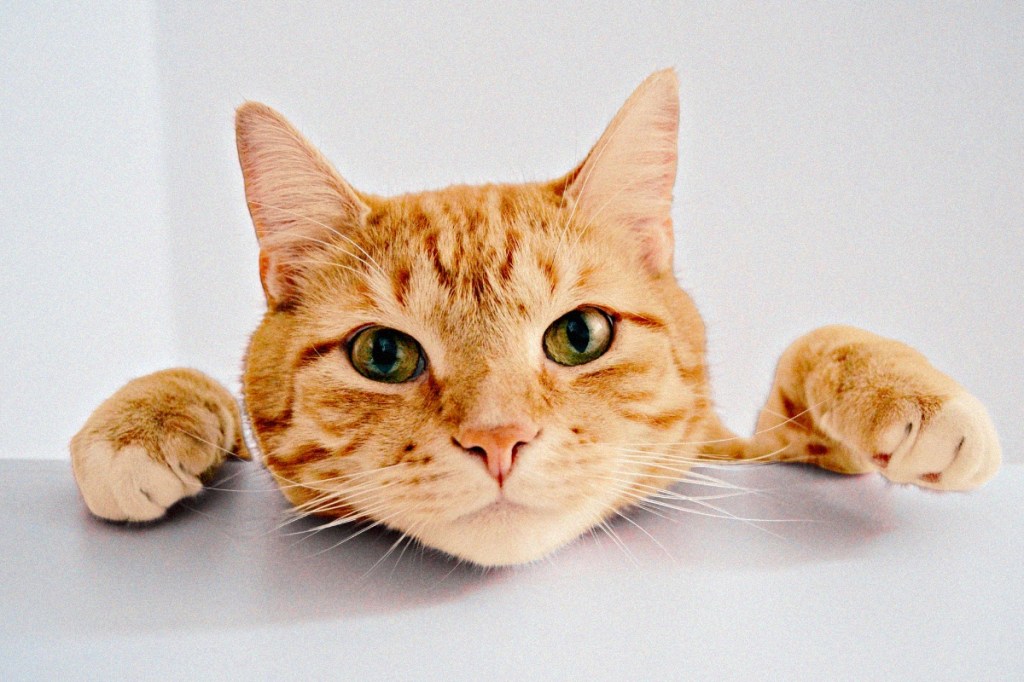 science-mightve-finally-figured-out-why-orange-cats-are-orange