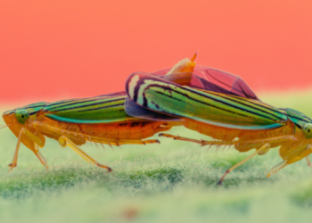 Scientists Replicated This Bug’s Natural Talent for Turning ‘Invisible’