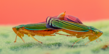 Scientists Replicated This Bug’s Natural Talent for Turning ‘Invisible’