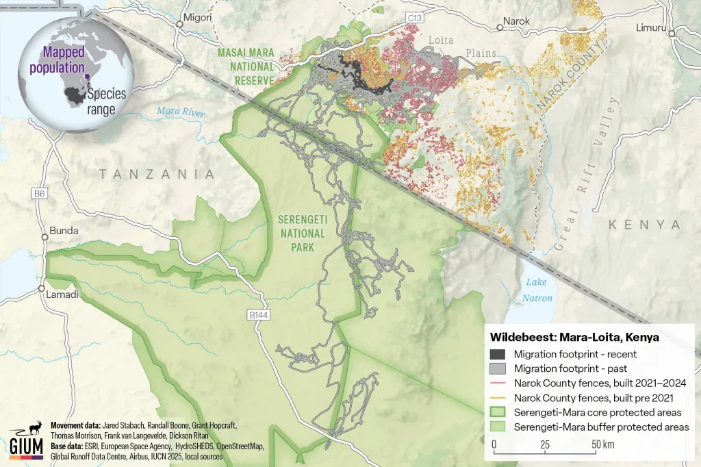 Illustration of the wildebeest migration in Mara-Loita, Kenya, showing a significant reduction in migration footprint due to fences built between 2021 and 2024.