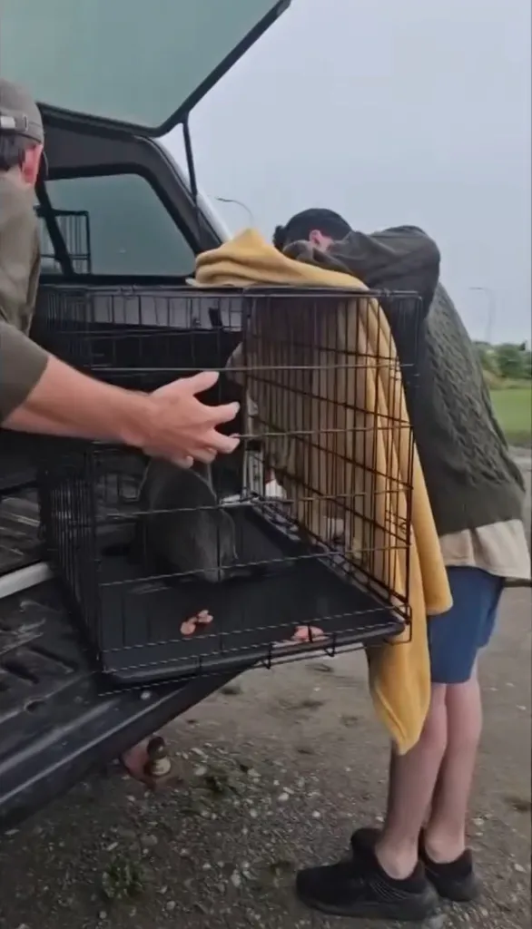 A seal being put into a cage in the back of a truck.