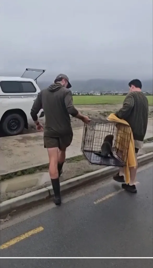 Two men carry a baby fur seal in a cage away from a white pickup truck on a wet road.
