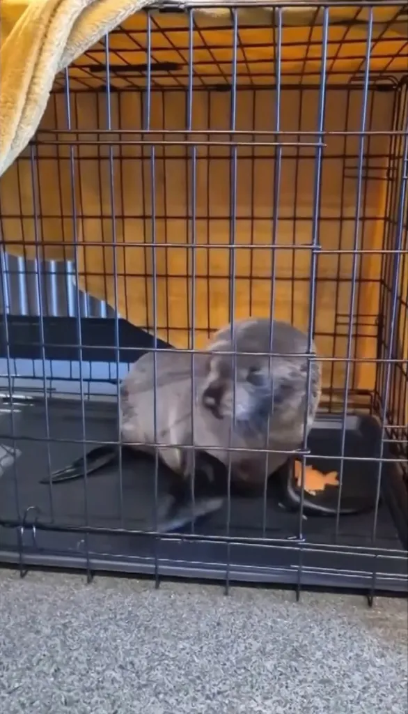 A seal pup in a metal crate with a black plastic bottom, with a food dish containing orange snacks.