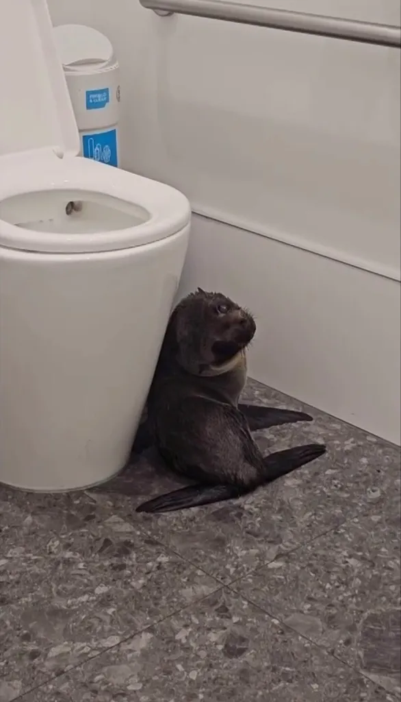 A baby fur seal sitting on a tiled floor next to a toilet in a bathroom.