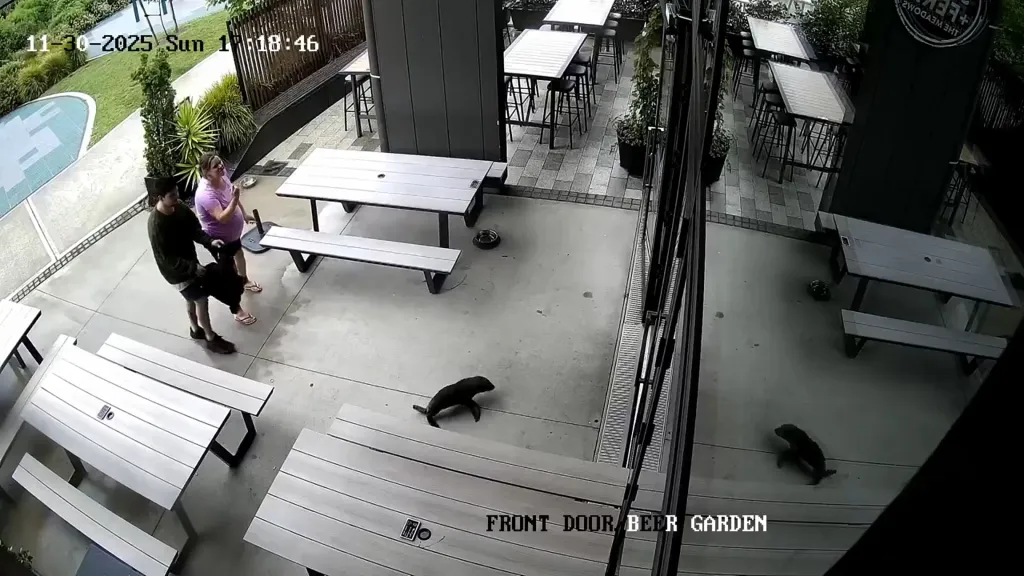Security footage of a seal entering a bar in Richmond, New Zealand.