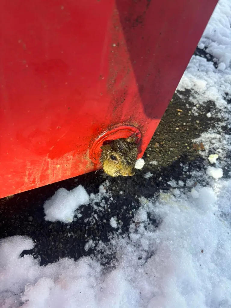 A squirrel stuck in a hole in red machinery, surrounded by snow and asphalt.