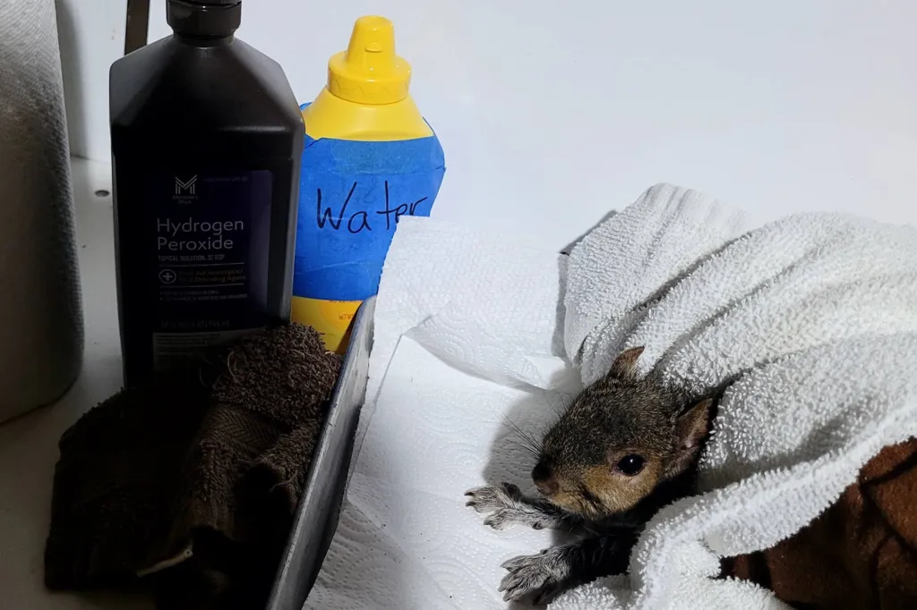 A baby squirrel nestled in a white towel, with a bottle of hydrogen peroxide and a squeeze bottle labeled 