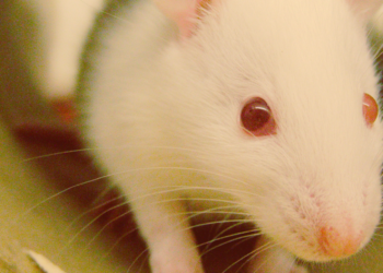 Stressed Out Rats Use Cannabis to Relax, Study Finds