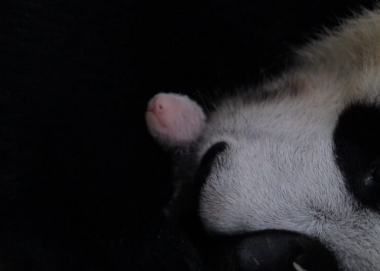 He’s tiny, fuzzy and pink. Indonesia hails its first local panda cub.