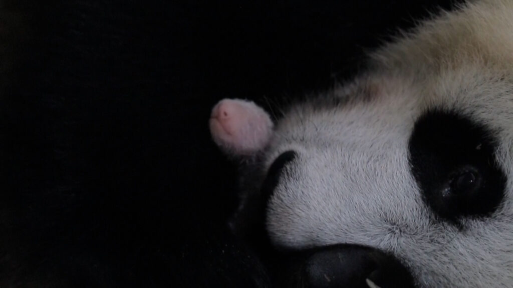 He’s tiny, fuzzy and pink. Indonesia hails its first local panda cub.