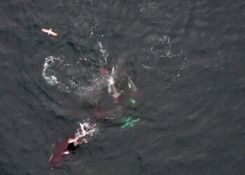Video shows orcas and dolphins teaming up to hunt more efficiently