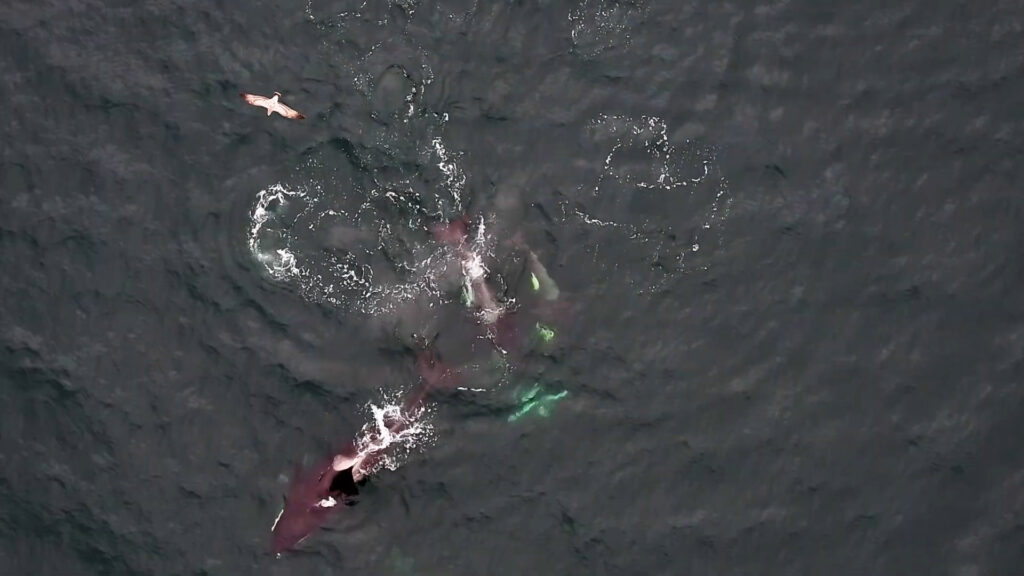 Video shows orcas and dolphins teaming up to hunt more efficiently