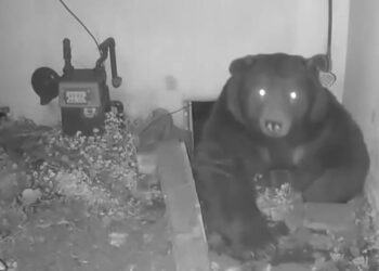 Video shows bear squeezing into home’s crawl space ‘like it owns the place’