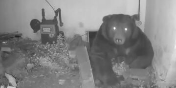 Video shows bear squeezing into home’s crawl space ‘like it owns the place’