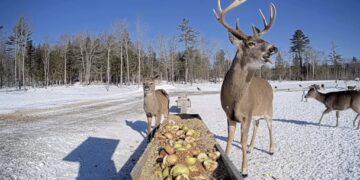 Maine deer eat from trough on live stream, have become internet darlings
