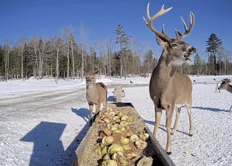 Maine deer eat from trough on live stream, have become internet darlings