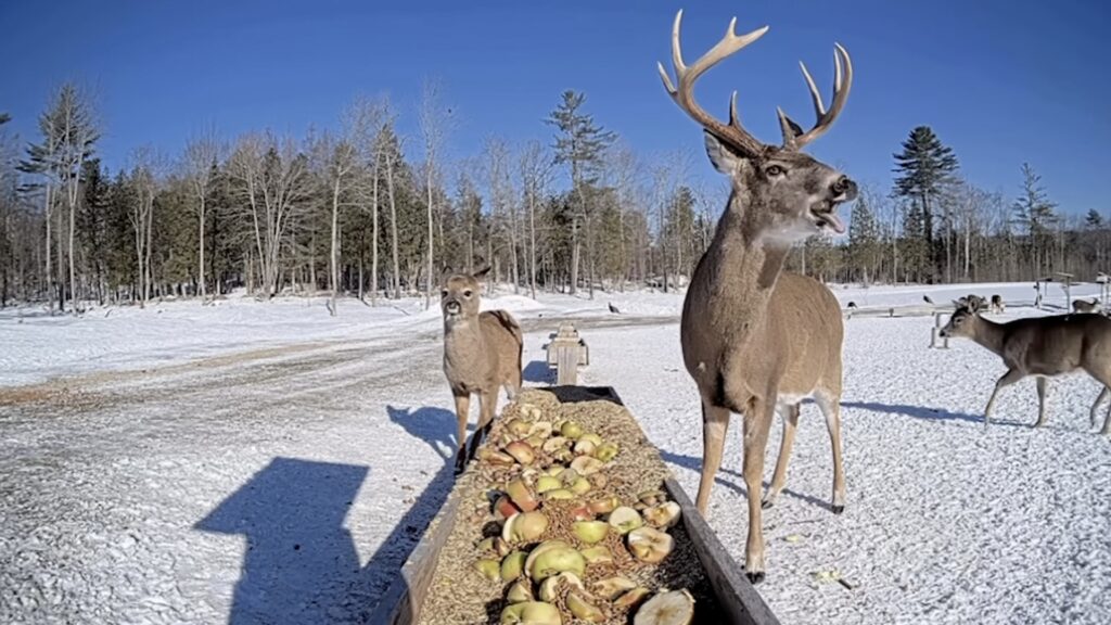 Maine deer eat from trough on live stream, have become internet darlings