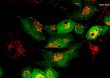 The quest to slow aging leads scientists into the powerhouse of cells