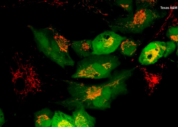 The quest to slow aging leads scientists into the powerhouse of cells