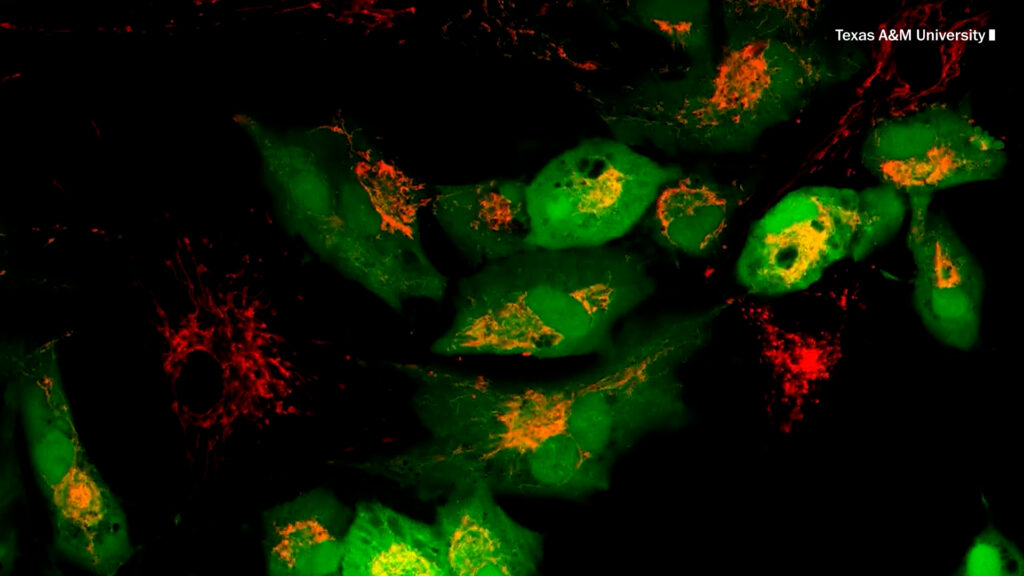 The quest to slow aging leads scientists into the powerhouse of cells