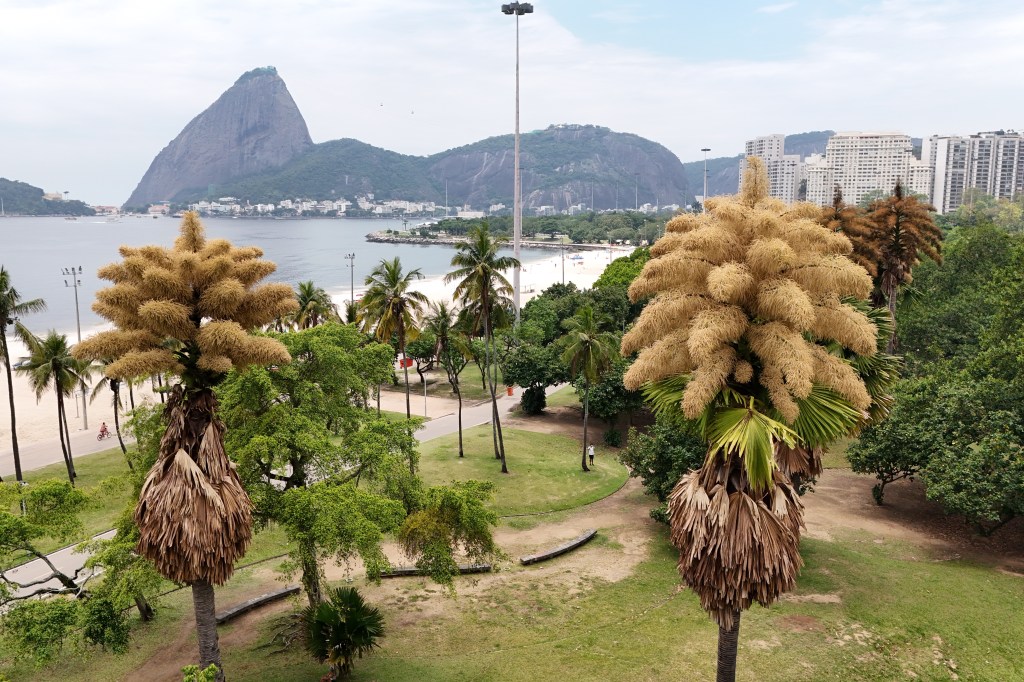 A Talipot palm tree in bloom in Aterro do Flamengo, Rio de Janeiro, with Sugarloaf Mountain and Guanabara Bay in the background.