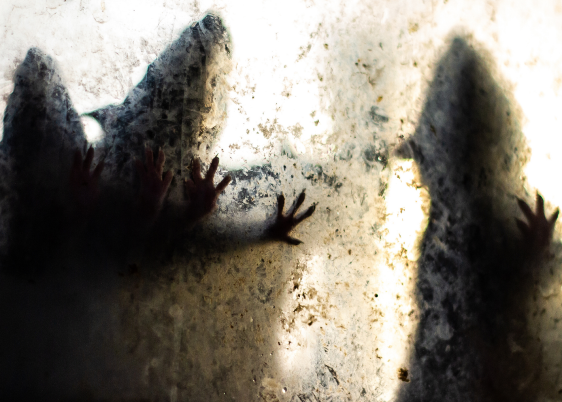 The Earliest Known Plague Wasn’t Spread by Rats, DNA Study Reveals