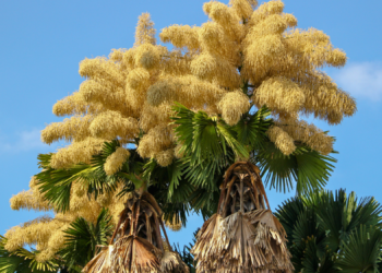The Stunning First and Final Bloom of Rio de Janeiro’s Talipot Palm Trees