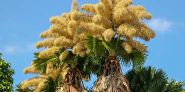 The Stunning First and Final Bloom of Rio de Janeiro’s Talipot Palm Trees