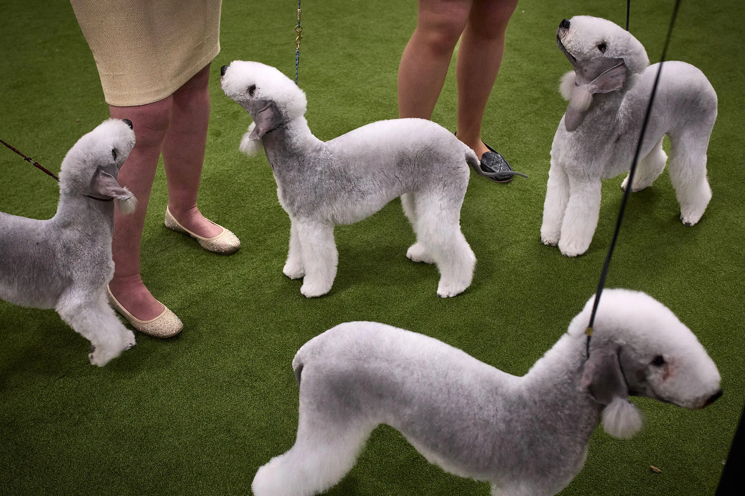 Westminster Dog Show