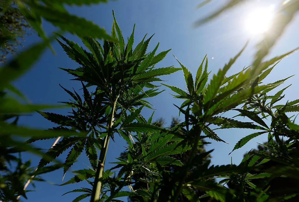 Trump Signs Order to Loosen Restrictions on Marijuana: What to Know