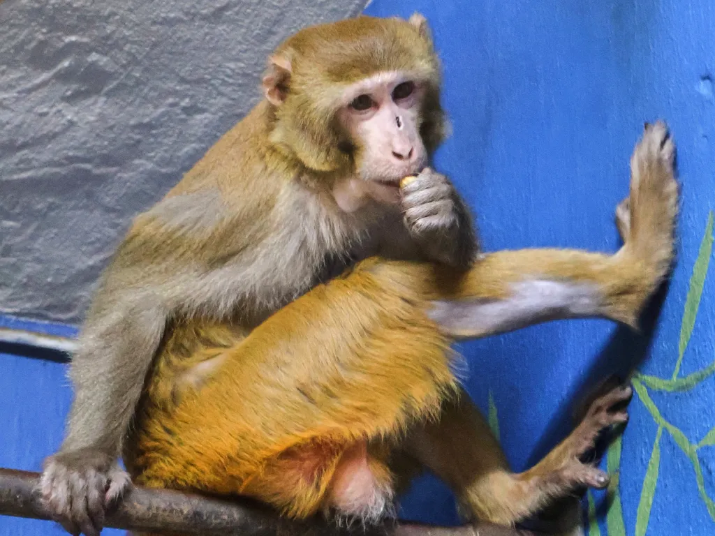 Forrest, a young adult rhesus macaque, sits on a branch.