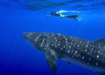 Governments endorse greater protections for sharks